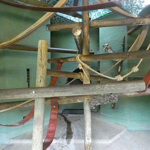 Diana monkey indoor enclosure