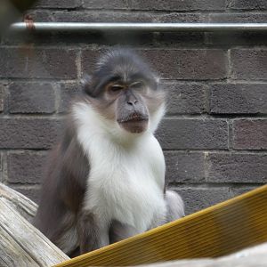 White-naped mangabey