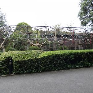 Diana monkey outdoor enclosure