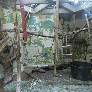 White-naped mangabey indoor enclosure (2)