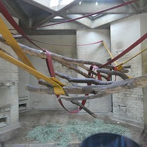 Eastern black-and-white colobus indoor enclosure (2)