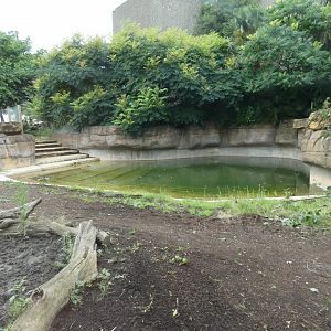 Babirusa enclosure (2)