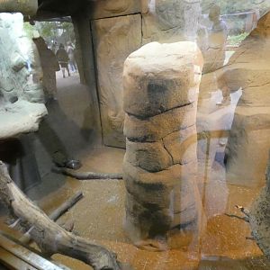 Meerkat indoor enclosure