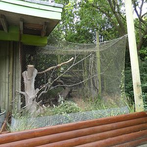 Spectacled owl aviary