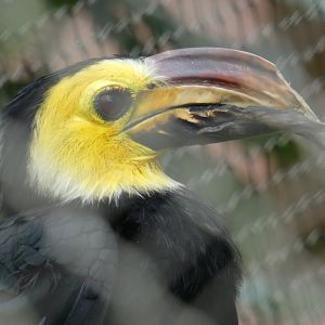 Sulawesi hornbill