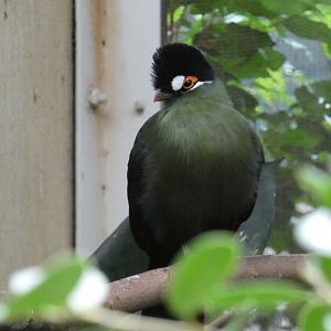 Hartlaub's turaco