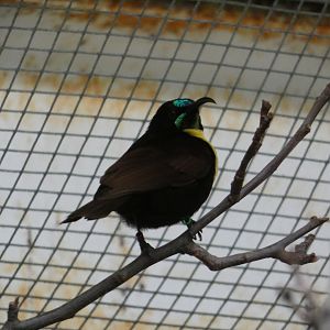 Scarlet-chested sunbird
