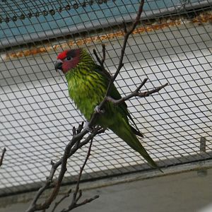 Goldie's lorikeet