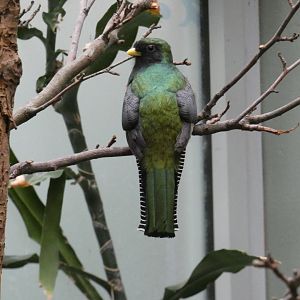 Collared trogon