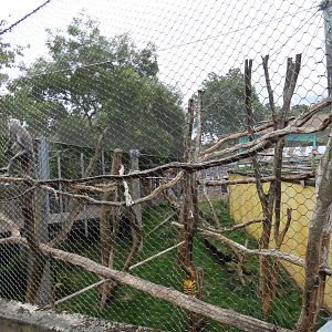Hanuman langur outdoor enclosure