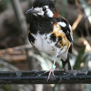 Chestnut-backed thrush