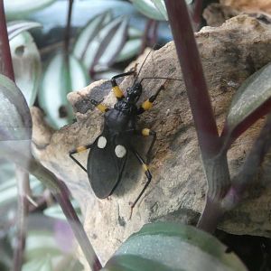 Two-spotted assassin bug