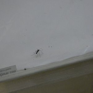 African giant mosquito