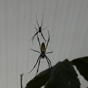 Madagascar golden orb weaver