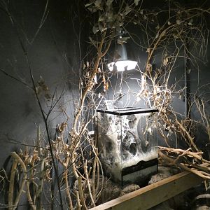 Black velvet spider exhibit