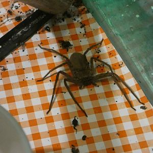 Huntsman spider