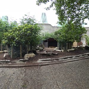 Red river hog enclosure