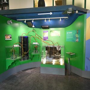 Leaf-cutter ant display