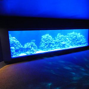 Coral reef display in Tiny Giants