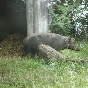 Sulawesi babirusa