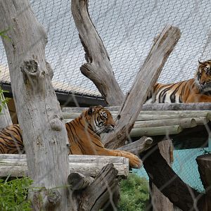 Sumatran tigers