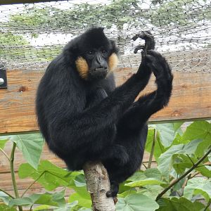 Hybrid cheeked gibbon