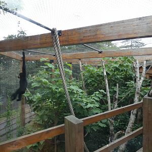 Cheeked gibbon enclosure