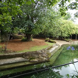 Pygmy hippo outdoor enclosure