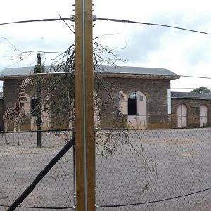 Giraffe paddock panorama