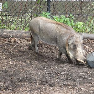 Common warthog
