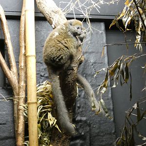 Lac Alatora gentle lemur