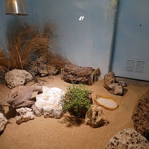 Round-eared elephant shrew