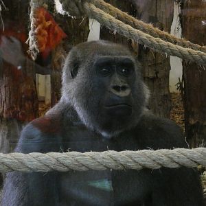 Western lowland gorilla