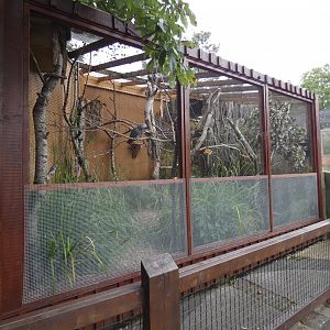 African grey parrot aviary
