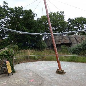 Asiatic lion viewing area