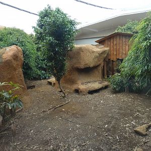 Komodo dragon enclosure