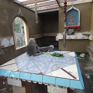 Hanuman langur indoor enclosure