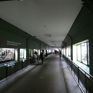Reptile house interior