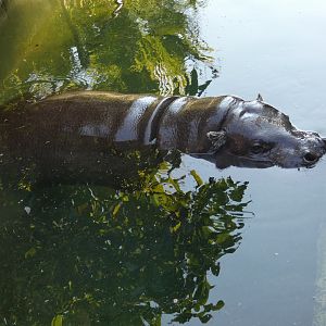 Pygmy hippo