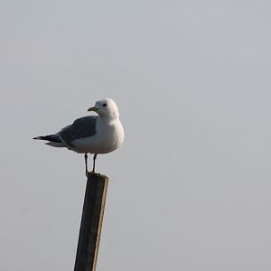 seagull