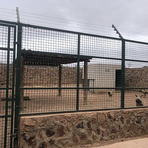 African Wild Dog Exhibit