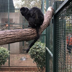 Goeldi's Monkey