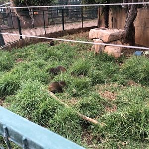 Azara's Agouti Exhibit