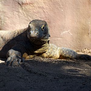 Komodo Dragon (Varanus komodoensis)