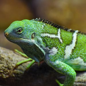 Fijian Crested Iguana (Brachylophus vitiensis)