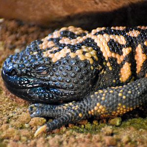 Gila Monster (Heloderma suspectum)