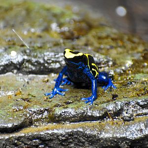 Dyeing Poison Dart Frog (Dendrobates tinctorius)