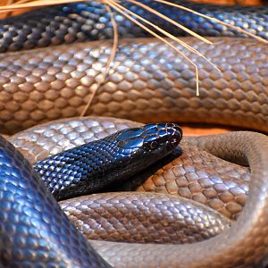 Western Brown Snakes (Pseudonaja nuchalis)