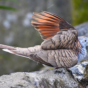 Bar-shouldered Dove (Geopelia humeralis)