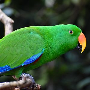 Eclectus Parrot (Eclectus roratus)